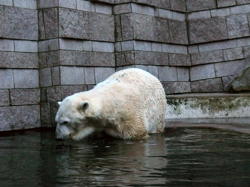 Eisbär LARS am 5. Februar 2012 im Zoo Wuppertal