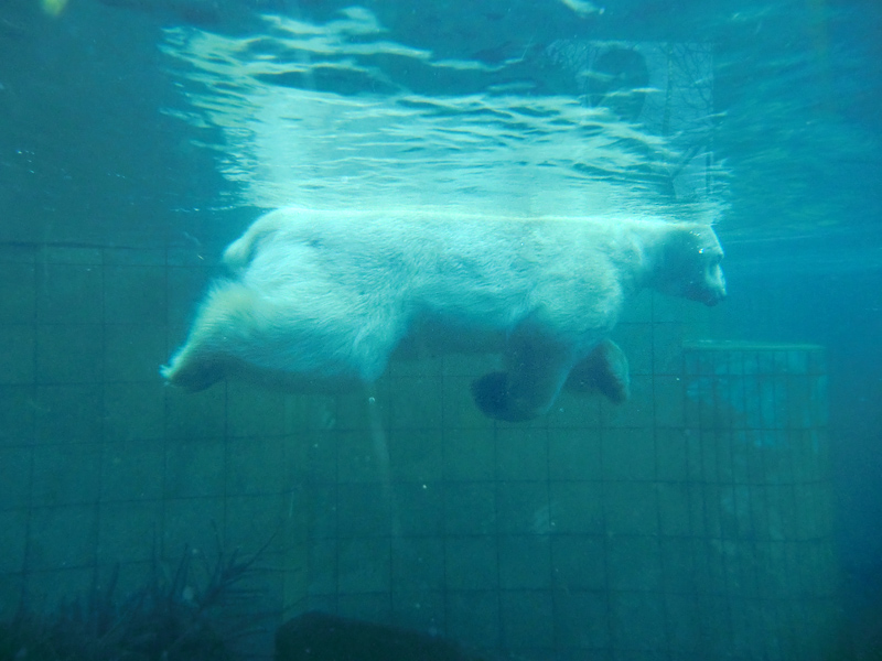 Eisbär LARS am 5. Februar 2012 im Wuppertaler Zoo