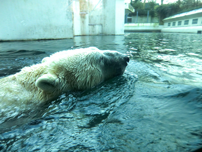 Eisbär LARS am 5. Februar 2012 im Zoo Wuppertal