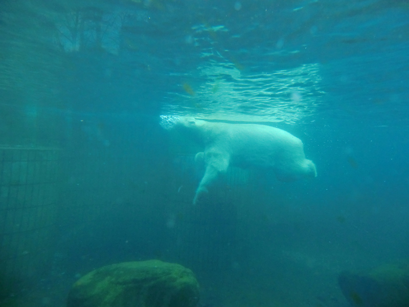 Eisbär LARS am 5. Februar 2012 im Wuppertaler Zoo