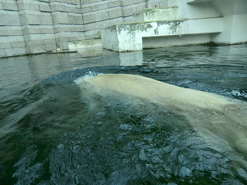 Eisbär LARS am 5. Februar 2012 im Zoo Wuppertal