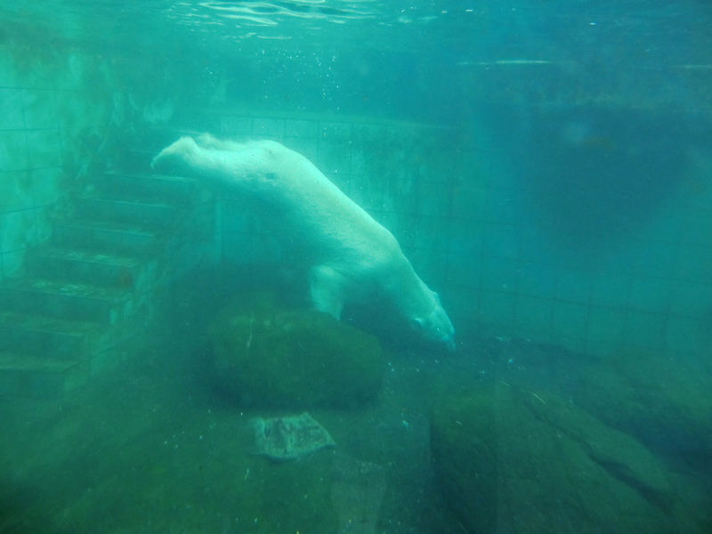 Eisbär LARS am 5. Februar 2012 im Wuppertaler Zoo