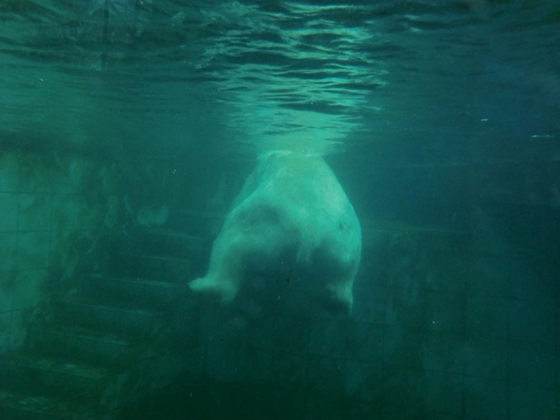 Eisbär LARS am 5. Februar 2012 im Zoologischen Garten Wuppertal