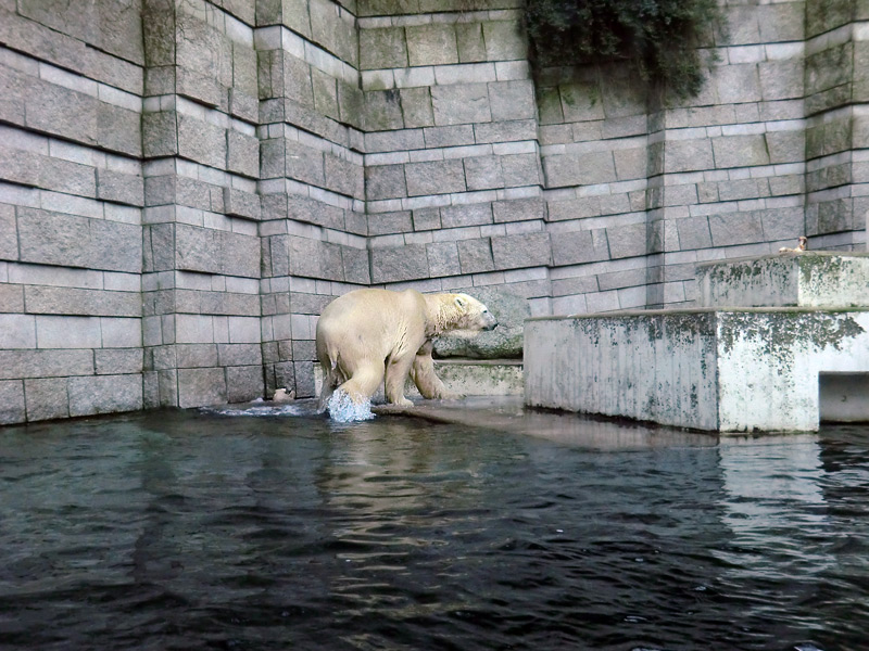 Eisbär LARS am 5. Februar 2012 im Wuppertaler Zoo