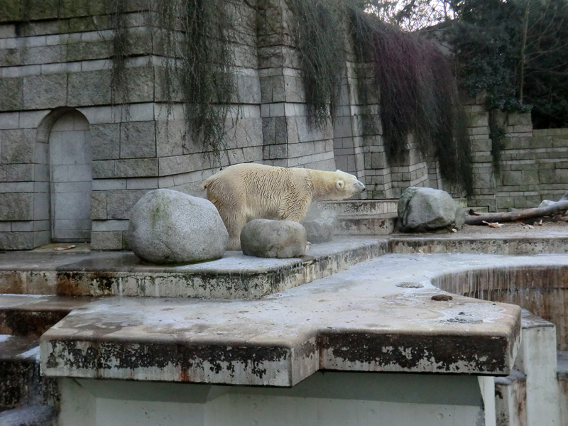 Eisbär LARS am 5. Februar 2012 im Zoo Wuppertal