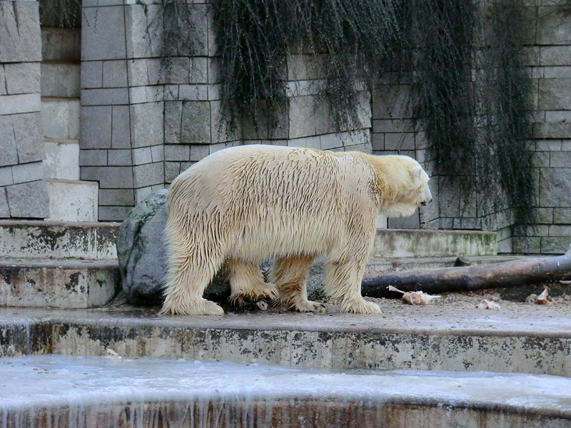 Eisbär LARS am 5. Februar 2012 im Zoologischen Garten Wuppertal