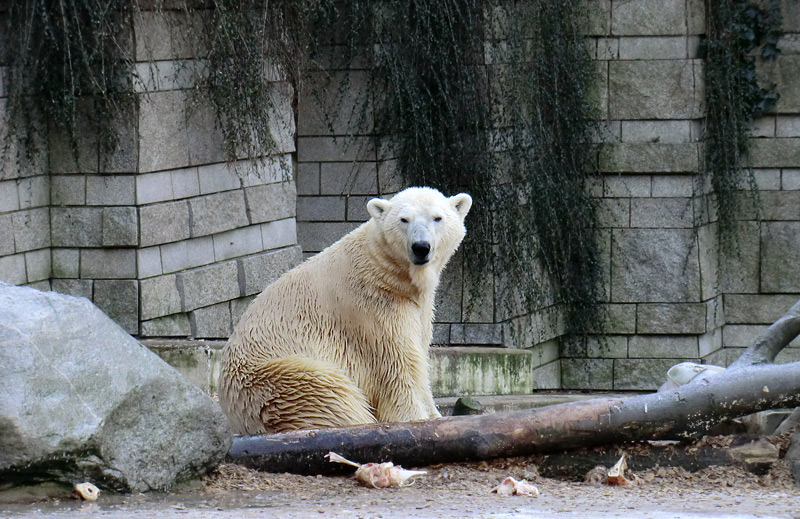 Eisbär LARS am 5. Februar 2012 im Wuppertaler Zoo