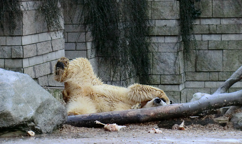 Eisbär LARS am 5. Februar 2012 im Zoologischen Garten Wuppertal