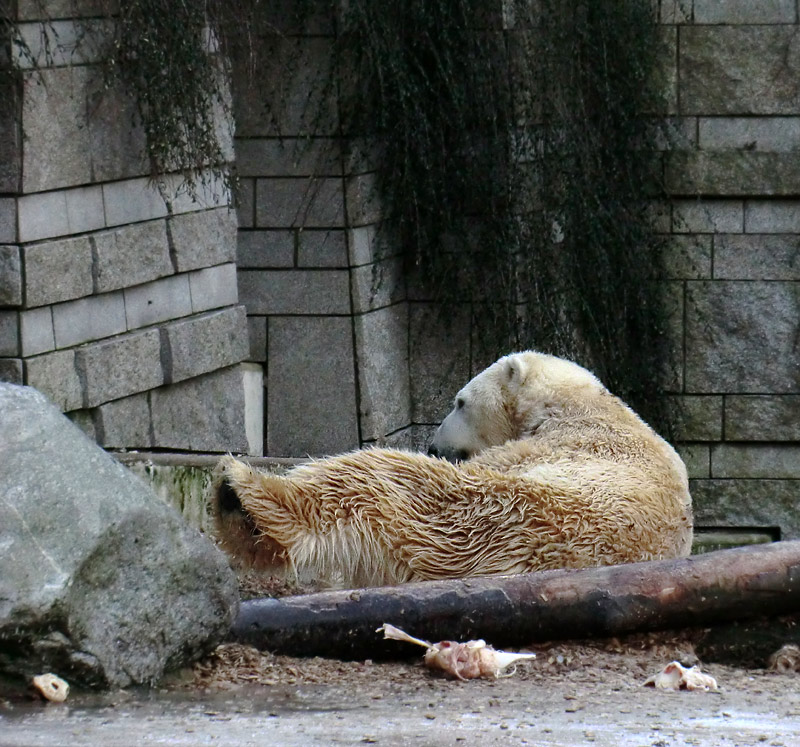 Eisbär LARS am 5. Februar 2012 im Zoo Wuppertal