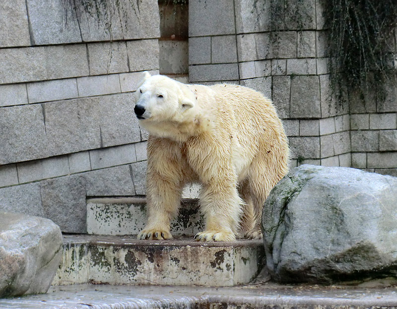 Eisbär LARS am 5. Februar 2012 im Zoologischen Garten Wuppertal