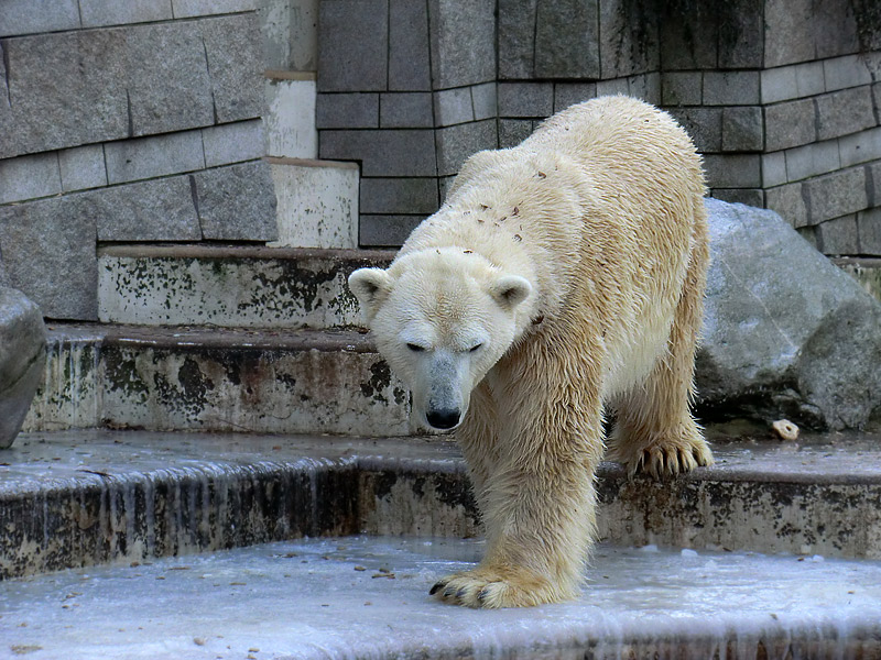 Eisbär LARS am 5. Februar 2012 im Wuppertaler Zoo