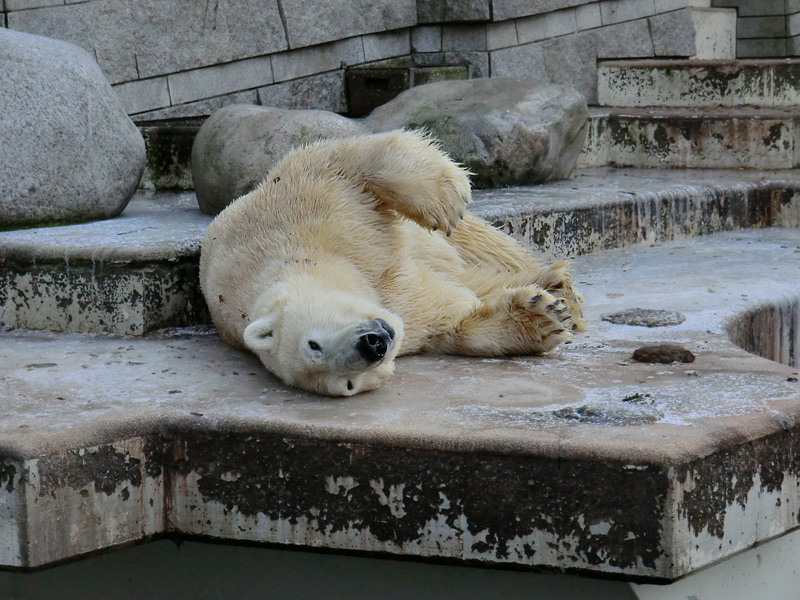 Eisbär LARS am 5. Februar 2012 im Zoo Wuppertal