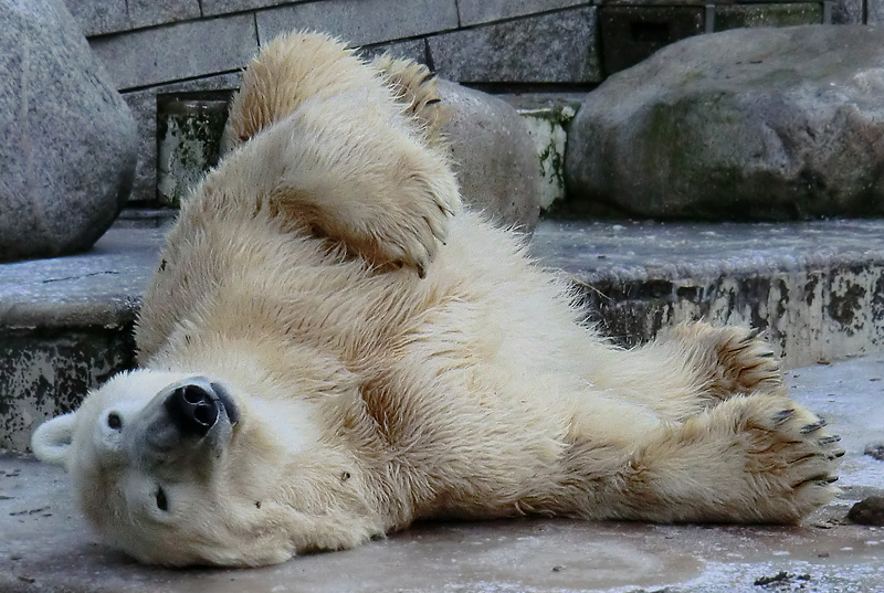 Eisbär LARS am 5. Februar 2012 im Zoologischen Garten Wuppertal