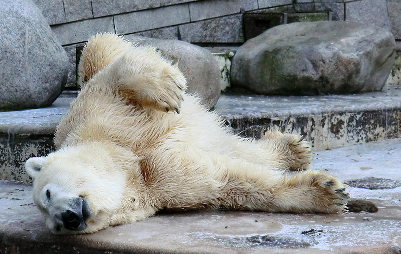 Eisbär LARS am 5. Februar 2012 im Wuppertaler Zoo