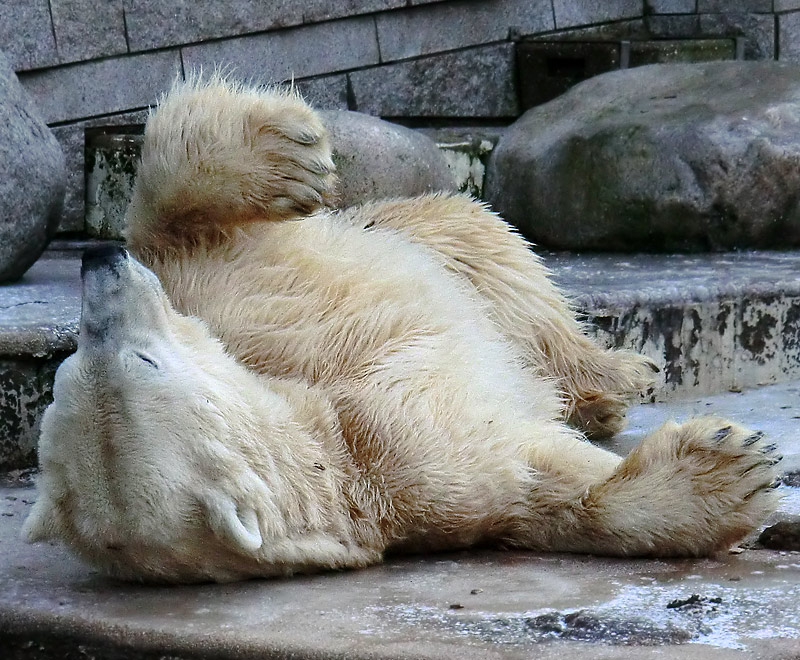 Eisbär LARS am 5. Februar 2012 im Zoologischen Garten Wuppertal