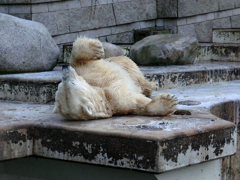 Eisbär LARS am 5. Februar 2012 im Zoo Wuppertal