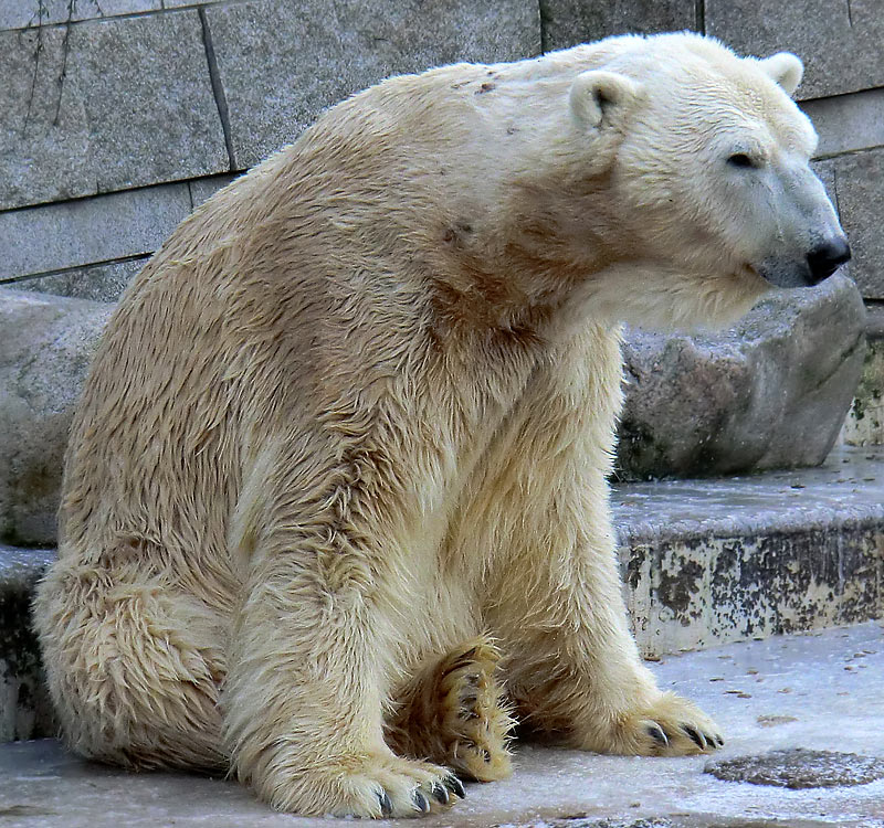 Eisbär LARS am 5. Februar 2012 im Wuppertaler Zoo