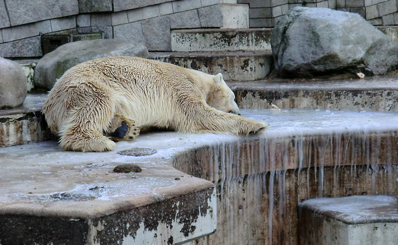 Eisbär LARS am 5. Februar 2012 im Zoo Wuppertal