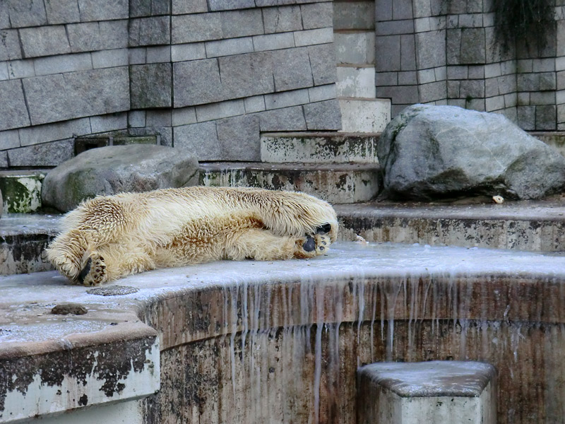 Eisbär LARS am 5. Februar 2012 im Zoologischen Garten Wuppertal