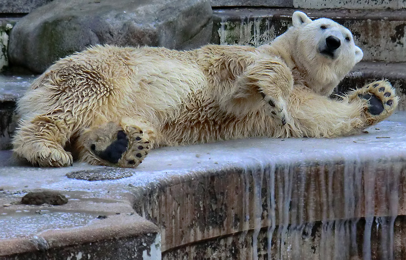 Eisbär LARS am 5. Februar 2012 im Wuppertaler Zoo