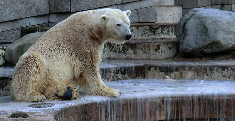 Eisbär LARS am 5. Februar 2012 im Zoo Wuppertal