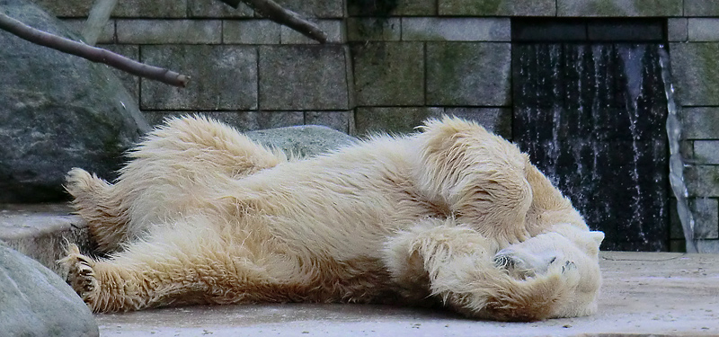 Eisbär LARS am 5. Februar 2012 im Zoo Wuppertal