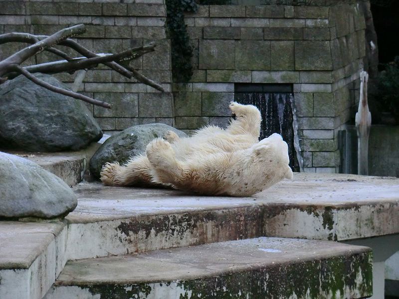 Eisbär LARS am 5. Februar 2012 im Zoologischen Garten Wuppertal