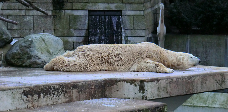 Eisbär LARS am 5. Februar 2012 im Wuppertaler Zoo