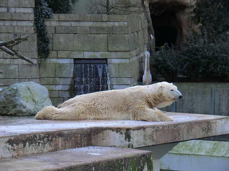 Eisbär LARS am 5. Februar 2012 im Zoo Wuppertal