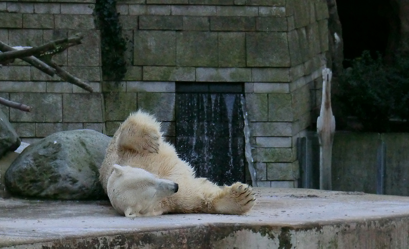 Eisbär LARS am 5. Februar 2012 im Zoologischen Garten Wuppertal