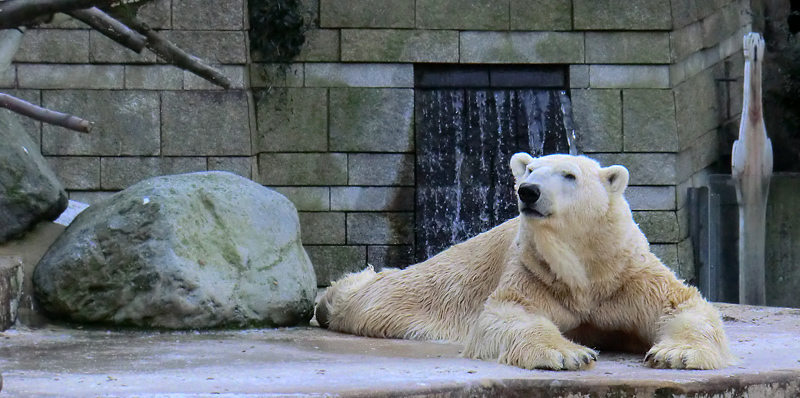 Eisbär LARS am 5. Februar 2012 im Wuppertaler Zoo