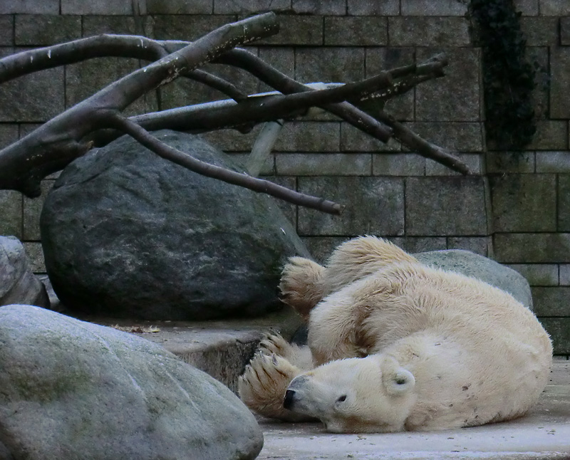 Eisbär LARS am 5. Februar 2012 im Wuppertaler Zoo