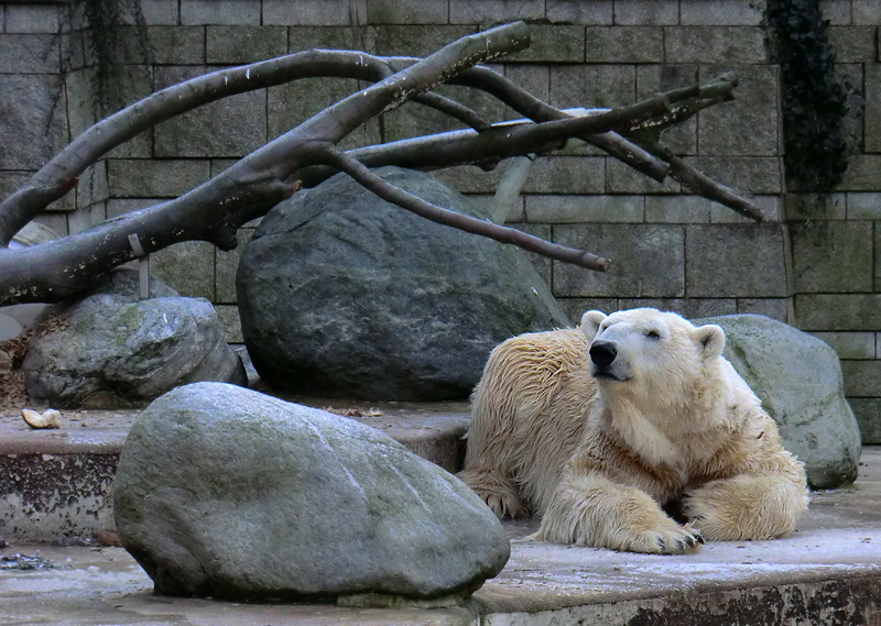 Eisbär LARS am 5. Februar 2012 im Zoo Wuppertal