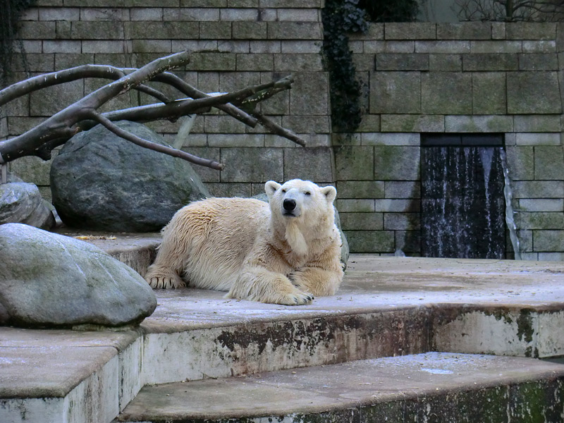 Eisbär LARS am 5. Februar 2012 im Zoologischen Garten Wuppertal