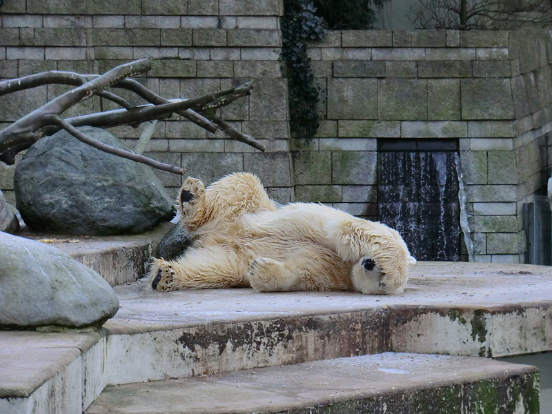 Eisbär LARS am 5. Februar 2012 im Wuppertaler Zoo