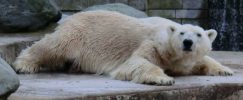 Eisbär LARS am 5. Februar 2012 im Zoo Wuppertal