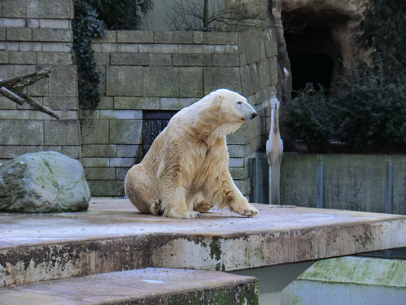 Eisbär LARS am 5. Februar 2012 im Zoo Wuppertal