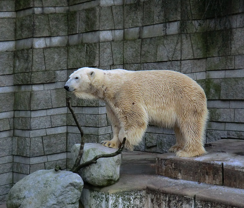 Eisbär LARS am 5. Februar 2012 im Zoo Wuppertal