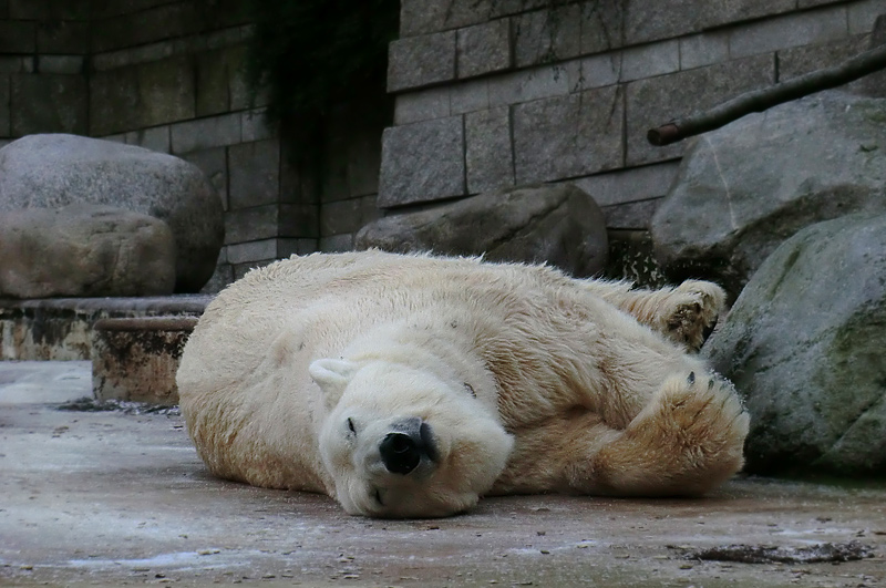 Eisbär LARS am 5. Februar 2012 im Wuppertaler Zoo