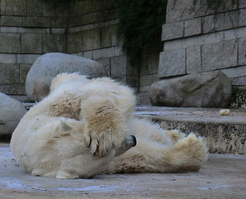 Eisbär LARS am 5. Februar 2012 im Zoo Wuppertal