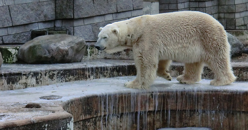 Eisbär LARS am 5. Februar 2012 im Zoologischen Garten Wuppertal