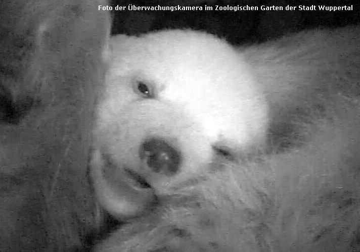 Eisbärjungtier ANORI Augen geöffnet am 8. Februar 2012 im Wuppertaler Zoo (Foto der Überwachungskamera im Zoologischen Garten der Stadt Wuppertal)
