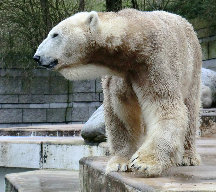 Eisbär LARS am 2. März 2012 im Zoo Wuppertal