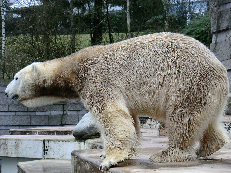 Eisbär LARS am 2. März 2012 im Zoologischen Garten Wuppertal