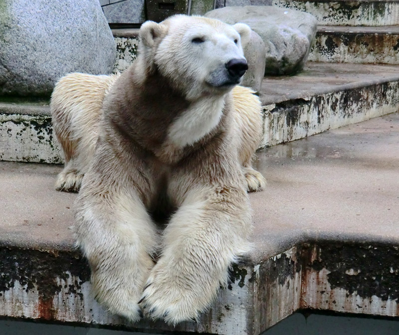 Eisbär LARS am 2. März 2012 im Wuppertaler Zoo