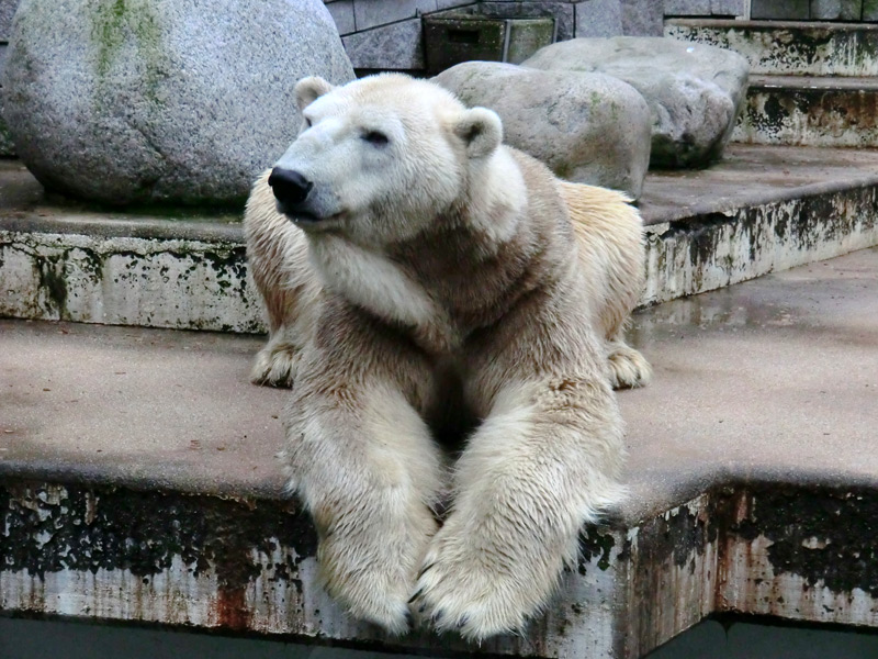 Eisbär LARS am 2. März 2012 im Zoo Wuppertal