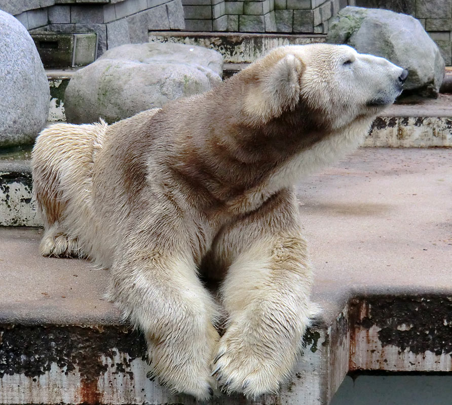 Eisbär LARS am 2. März 2012 im Zoologischen Garten Wuppertal