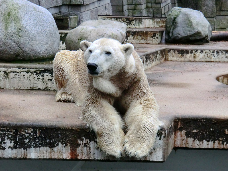 Eisbär LARS am 2. März 2012 im Wuppertaler Zoo