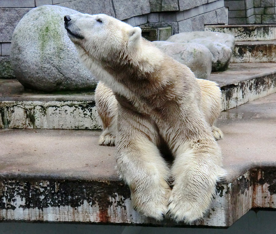 Eisbär LARS am 2. März 2012 im Wuppertaler Zoo
