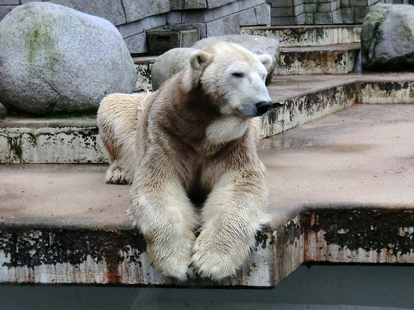 Eisbär LARS am 2. März 2012 im Zoologischen Garten Wuppertal